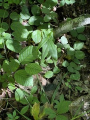 Dichanthelium boscii
