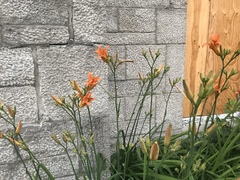 Hemerocallis fulva