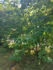 Syringa reticulata