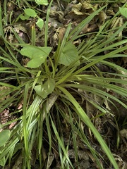Carex digitalis