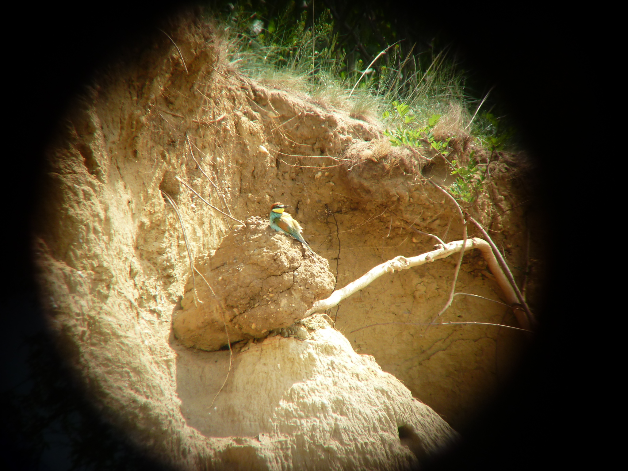 European Bee-eater