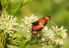 Acraea acara