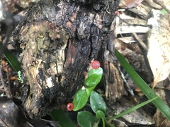 Cruentomycena viscidocruenta
