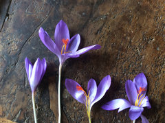 Crocus ligusticus