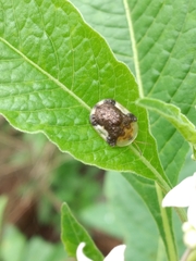 Helocassis testudinaria