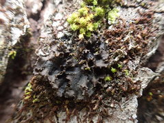 Leptogium laceroides