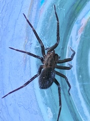 Anachemmis linsdalei