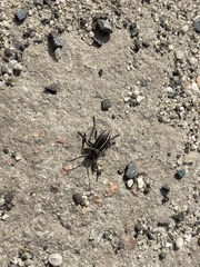 Dorcadion holosericeum