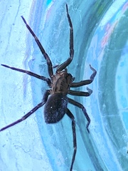 Anachemmis linsdalei