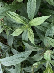 Veronicastrum virginicum