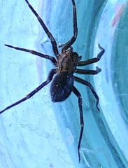 Anachemmis linsdalei
