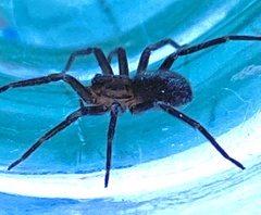 Anachemmis linsdalei