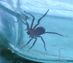 Anachemmis linsdalei