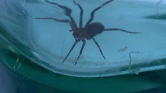 Anachemmis linsdalei
