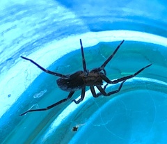 Anachemmis linsdalei