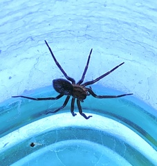 Anachemmis linsdalei
