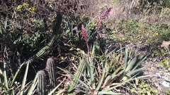 Aechmea distichantha