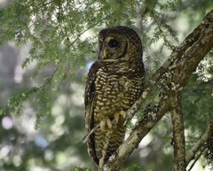 Strix occidentalis caurina