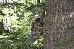 Strix occidentalis caurina