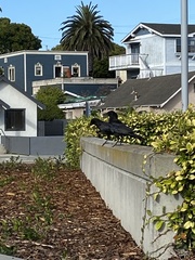 Corvus brachyrhynchos