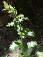 Eryngium duriaei