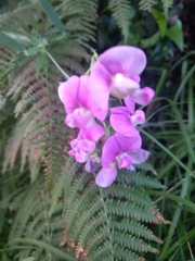 Lathyrus