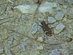 Cicindela sylvicola