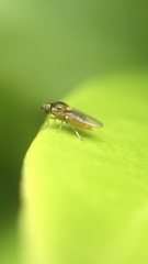 Chloropidae