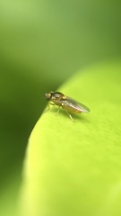 Chloropidae