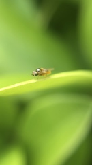 Chloropidae