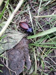 Carabus schoenherri