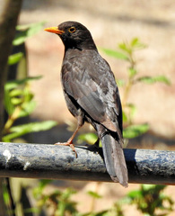 Turdus merula