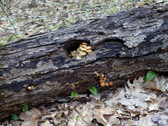Kuehneromyces marginellus