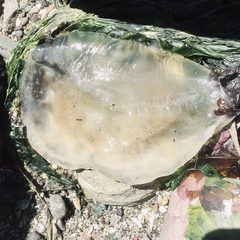 Phacellophora camtschatica