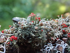 Cladonia botrytes