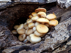 Kuehneromyces marginellus