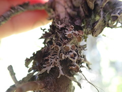 Imshaugia placorodia