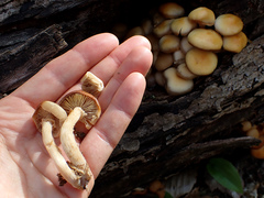 Kuehneromyces marginellus