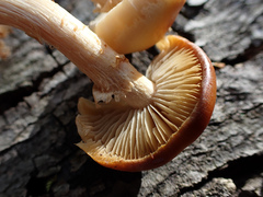 Kuehneromyces marginellus