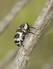 Cratosomus helleri