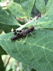 Melanoplus punctulatus