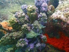 Pyura spinifera