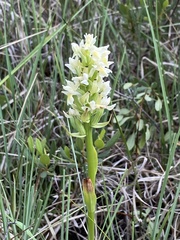 Dactylorhiza incarnata ochroleuca