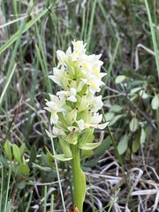 Dactylorhiza incarnata ochroleuca