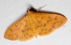 Patania balteata