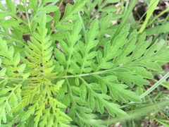 Ambrosia artemisiifolia