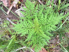 Ambrosia artemisiifolia