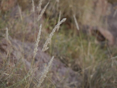 Enneapogon cenchroides