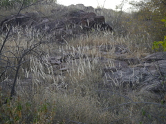 Enneapogon cenchroides