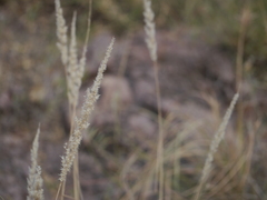 Enneapogon cenchroides